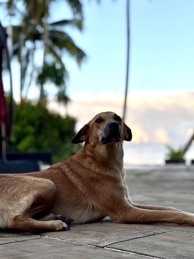 The dogs