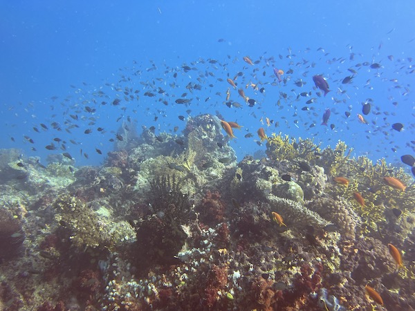 The conditions of the reef