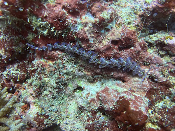 The conditions of the reef