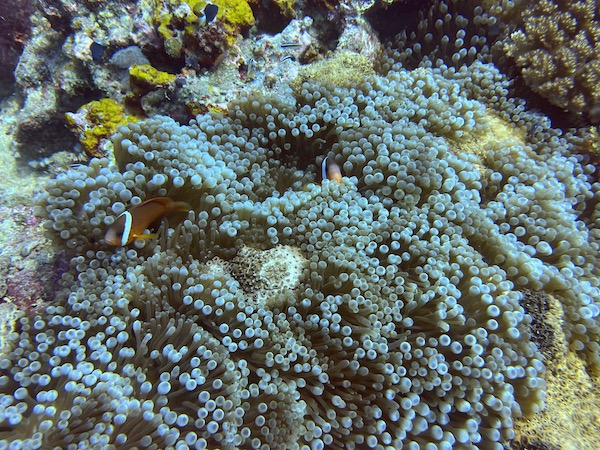 The conditions of the reef