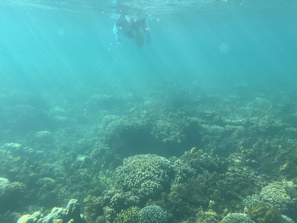 Snorkel on the house reef