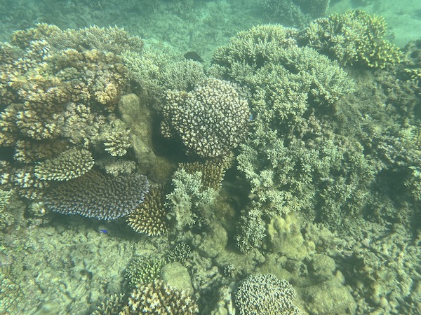 Snorkel on the house reef